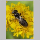 Lasioglossum cf quadrinotatulum - Furchenbiene m01 7mm.jpg